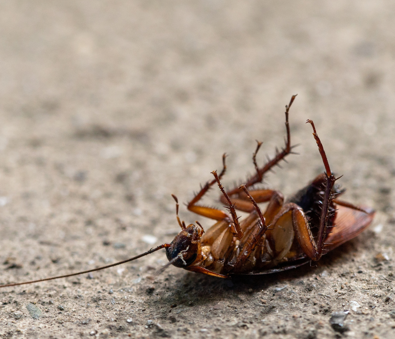 Do Ultrasonic Pest Repellers Really Work? The Science Behind It